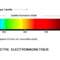 La couleur de la lumière et la balance des blancs en photographie ?